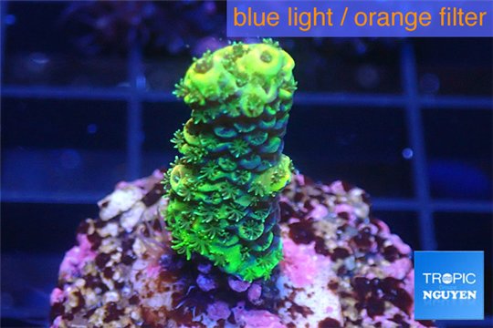 Acropora full neon green 2-3 cm WYSIWYG acclimaté