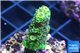 Acropora full neon green 2-3 cm WYSIWYG acclimaté