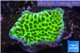 Montipora green & purple polyps 1-3 cm WYSIWYG acclimaté