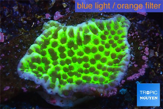 Montipora green & purple polyps 1-3 cm WYSIWYG acclimaté