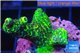 Acropora pink & green 3-4 cm WYSIWYG acclimaté