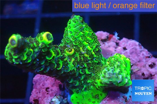 Acropora pink & green 3-4 cm WYSIWYG acclimaté
