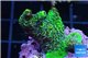 Acropora pink & green 3-4 cm WYSIWYG acclimaté