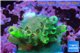 Acropora green & blue tip 1-3 cm WYSIWYG acclimaté