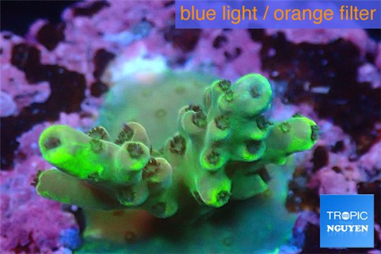 Acropora green & blue tip 1-3 cm WYSIWYG acclimaté