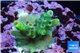 Acropora green & blue tip 1-3 cm WYSIWYG acclimaté