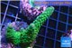 Acropora green purple 3-4 cm WYSIWYG acclimaté