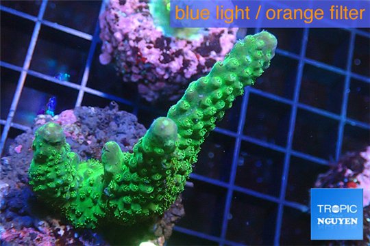 Acropora green purple 3-4 cm WYSIWYG acclimaté