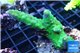 Acropora green purple 3-4 cm WYSIWYG acclimaté