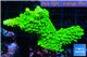 Acropora full neon green 2-4 cm WYSIWYG acclimaté