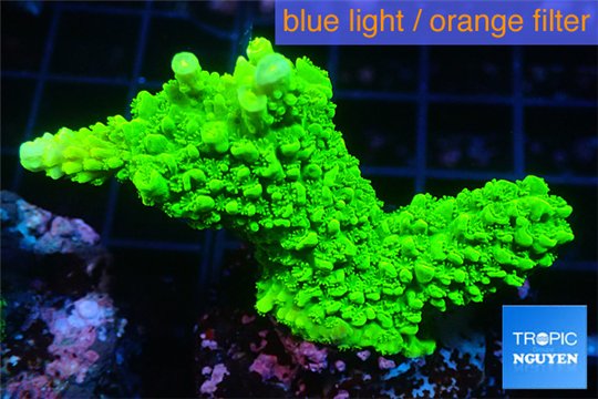 Acropora full neon green 2-4 cm WYSIWYG acclimaté