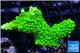 Acropora full neon green 2-4 cm WYSIWYG acclimaté