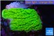 Montipora green cap 2-3 cm WYSIWYG acclimaté