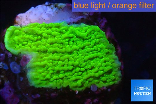 Montipora green cap 2-3 cm WYSIWYG acclimaté
