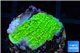 Montipora green cap 2-3 cm WYSIWYG acclimaté