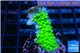 Acropora full neon green 2-4 cm WYSIWYG acclimaté