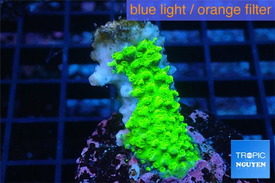 Acropora full neon green 2-4 cm WYSIWYG acclimaté