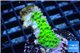 Acropora full neon green 2-4 cm WYSIWYG acclimaté