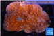 Montipora red cap 3-4 cm WYSIWYG acclimaté