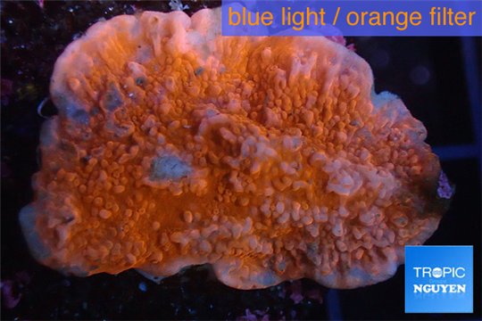 Montipora red cap 3-4 cm WYSIWYG acclimaté