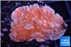 Montipora red cap 3-4 cm WYSIWYG acclimaté