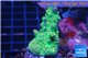 Acropora green purple 3-4 cm WYSIWYG acclimaté