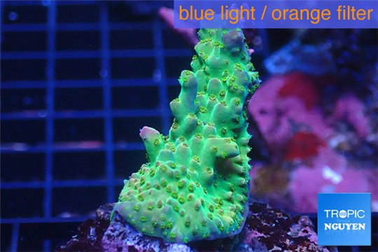 Acropora green purple 3-4 cm WYSIWYG acclimaté