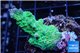 Acropora green purple 3-4 cm WYSIWYG acclimaté