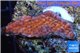 Montipora red purple polyps 2-3 cm WYSIWYG acclimaté