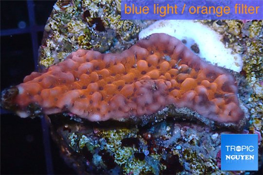 Montipora red purple polyps 2-3 cm WYSIWYG acclimaté