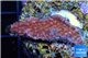Montipora red purple polyps 2-3 cm WYSIWYG acclimaté