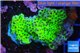 Montipora green & purple polyps 2-4 cm WYSIWYG acclimaté