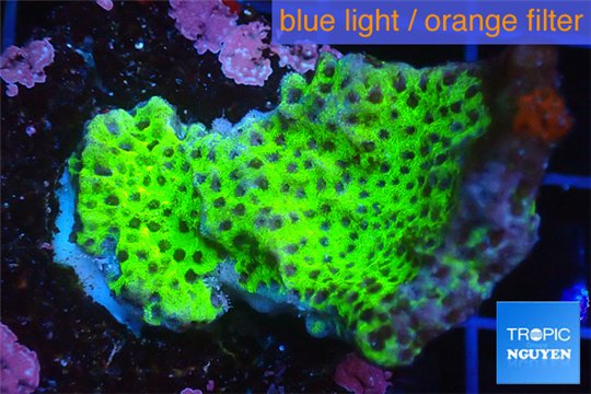 Montipora green & purple polyps 2-4 cm WYSIWYG acclimaté