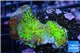 Montipora green & purple polyps 2-4 cm WYSIWYG acclimaté