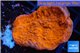 Montipora red cap 2-4 cm WYSIWYG acclimaté