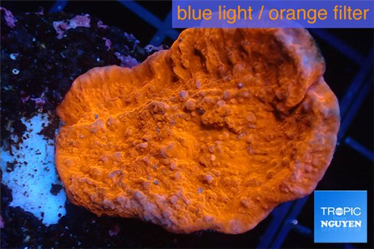 Montipora red cap 2-4 cm WYSIWYG acclimaté
