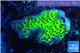 Montipora green & purple polyps 2-4 cm WYSIWYG acclimaté
