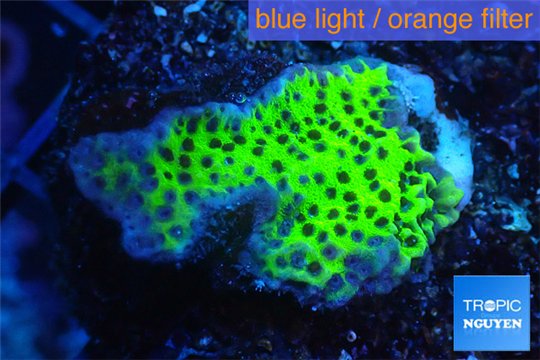 Montipora green & purple polyps 2-4 cm WYSIWYG acclimaté