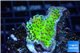 Montipora green & purple polyps 2-4 cm WYSIWYG acclimaté