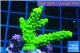 Acropora full neon green 3-4 cm WYSIWYG acclimaté