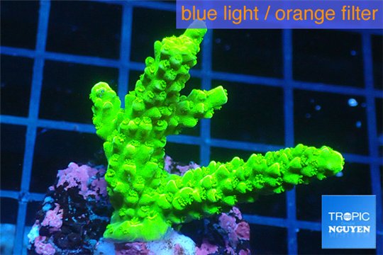 Acropora full neon green 3-4 cm WYSIWYG acclimaté