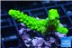 Acropora full neon green 3-4 cm WYSIWYG acclimaté