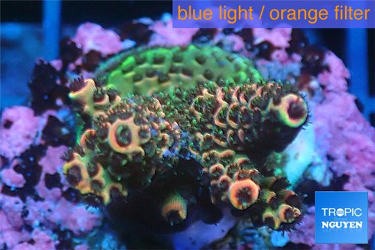 Acropora millepora pink & green 3-4 cm WYSIWYG acclimaté