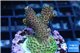Acropora millepora pink & green 3-4 cm WYSIWYG acclimaté