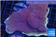 Montipora purple cap 8-11 cm WYSIWYG acclimaté