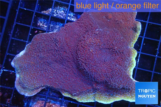 Montipora purple cap 8-11 cm WYSIWYG acclimaté