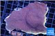 Montipora purple cap 8-11 cm WYSIWYG acclimaté