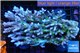 Acropora premium deep water 14-17 cm WYSIWYG acclimaté