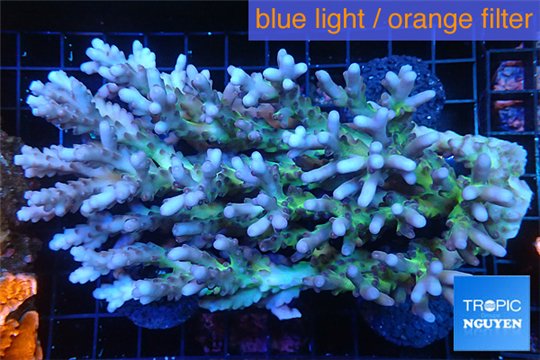 Acropora premium deep water 14-17 cm WYSIWYG acclimaté