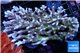Acropora premium deep water 14-17 cm WYSIWYG acclimaté